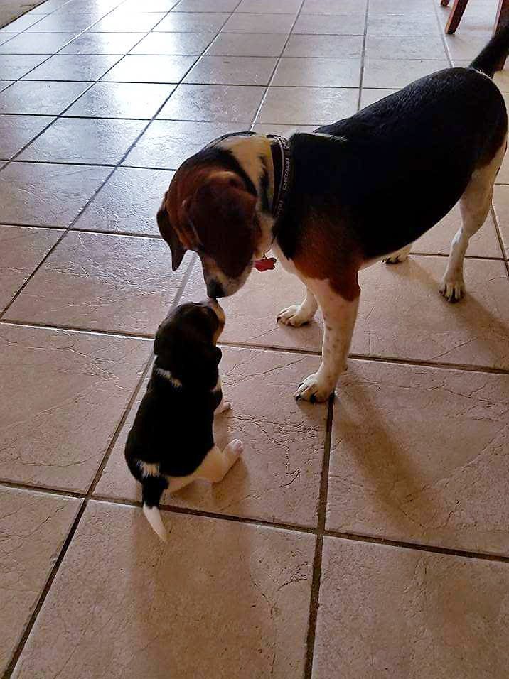 Pets